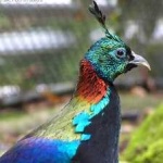 image of bird