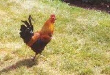 image of rooster