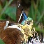 image of animal