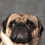 image of animal