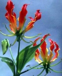 image of fire_lily #28