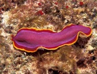 image of flatworm