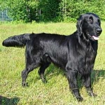 image of flat_coated_retriever