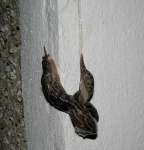 image of slug