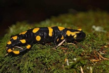image of european_fire_salamander