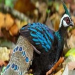 image of bird