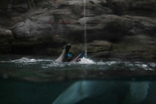 image of animal