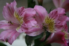 image of flower