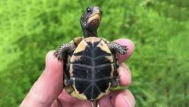 image of animal