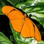 image of animal