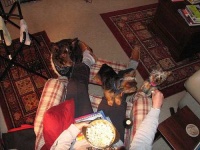 image of silky_terrier