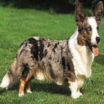 image of corgi #14