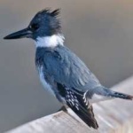 image of bird