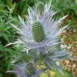 image of alpine_sea_holly #1