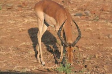 image of impala