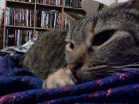 image of egyptian_cat