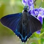 image of animal