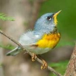 image of bird