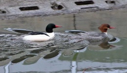 image of european_gallinule