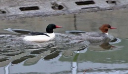 image of european_gallinule #33