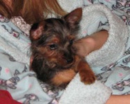 image of silky_terrier #14