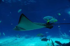image of electric_ray