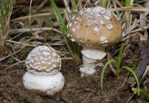 image of mushrooms