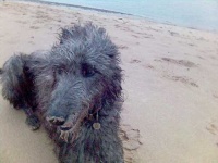 image of scottish_deerhound #25