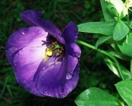 image of flower