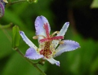 image of flower