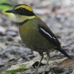 image of bird