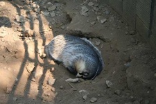 image of badger