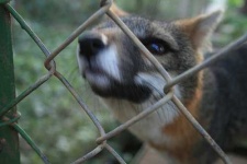 image of grey_fox