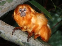 image of titi