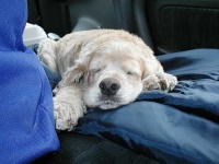 image of cocker_spaniel