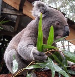 image of koala