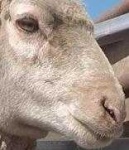 image of animal