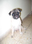 image of pug