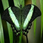 image of animal