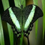 image of banded_butterfly #167