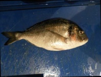 image of fish