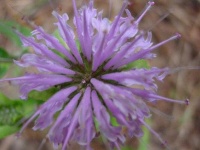 image of flower