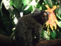 image of marmoset