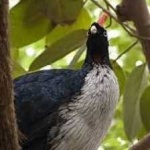 image of horned_guan #14