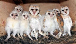 image of owl
