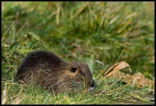 image of beaver