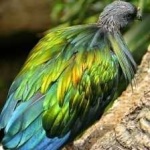 image of bird