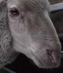 image of animal
