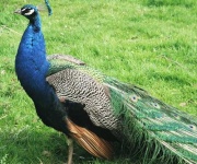 image of peacock