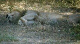image of lion